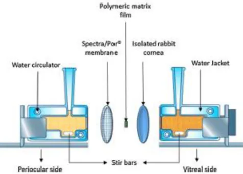 Figure 7. Side-by-Side Diffusion Apparatus Setup 