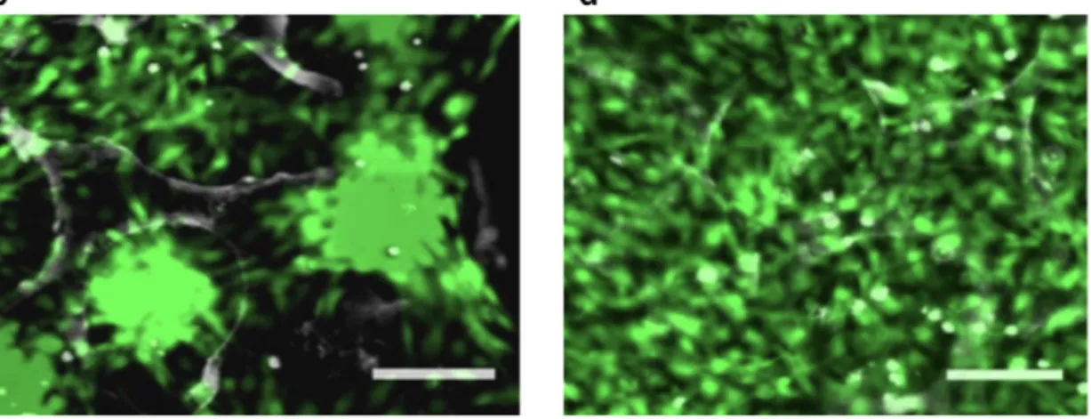 Figure 1.3.2 – Fluorescent micrographs of NIH/3T3 cells seeded on (c) HEMA and (d)  pH-sensitive DMAEMA/HEMA scaffolds after 72 h, stained with the Live/Dead assay