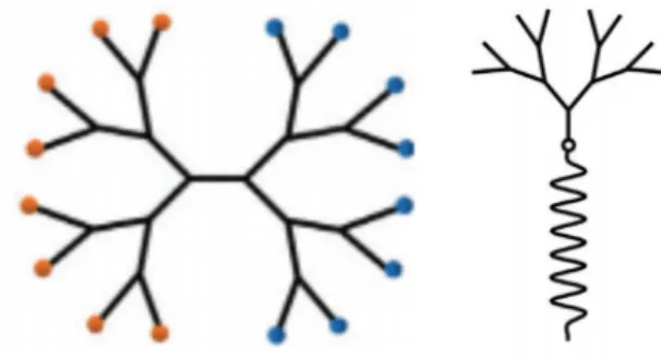 Figure 1.4.2 – Basic structure of Janus dendrimer (left); basic structure of a  LDBC(right) 7