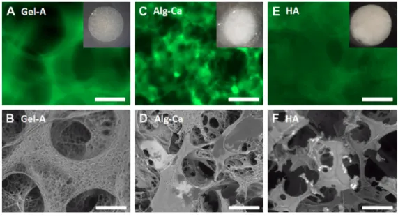 Figure 1.3.1 – Morphology of mono-porogen containing scaffold after porogen removal  as shown by fluorescence imaging and scanning electron microscopy