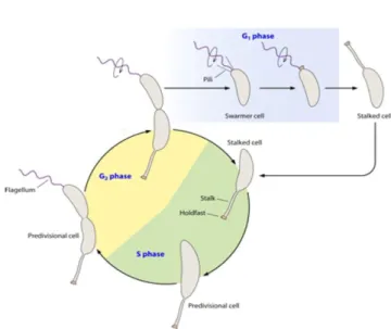 Figure 1:Life cycle of Caulobacter crescentus (Curtis, 2010) 