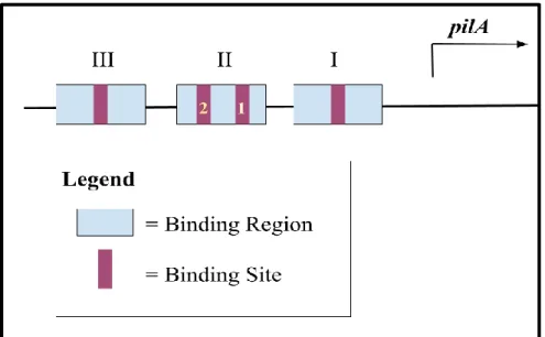 Figure 2: Architecture of the pilA promoter. Three CtrA binding regions harbor four  binding sites within the promoter