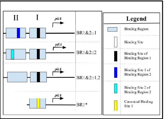 Figure 4: Architecture of promoters constructed to investigate the roles of Binding  Region 2 and Binding Region 1