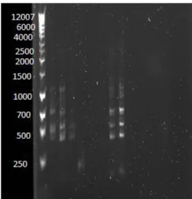 Figure 5a: PCR confirmation of a ligation reaction between plac290 and BR1 (Lane 9),  as well as between plac290 and BR1&amp;2 (Lane 5)
