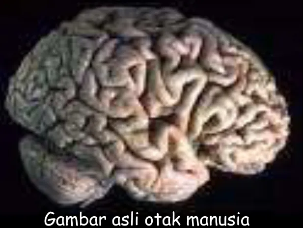 Gambar asli otak manusia