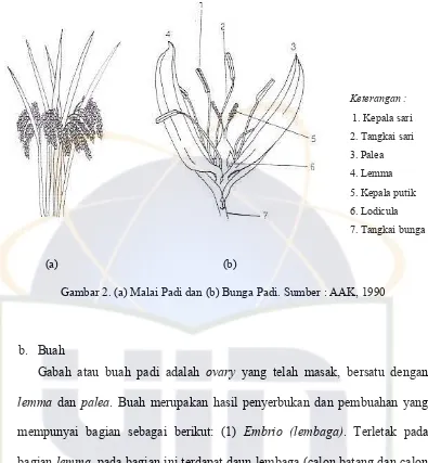 Gambar 2. (a) Malai Padi dan (b) Bunga Padi. Sumber : AAK, 1990