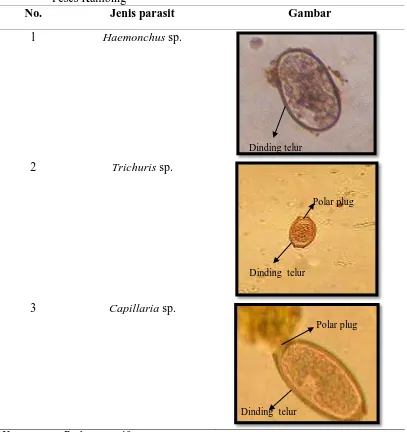 Tabel 4.1. Gambar Telur Parasit Nematoda Gastrointestinal yang Ditemukan Pada Feses Kambing No