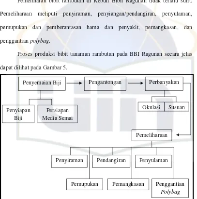 Gambar 5: Proses Produksi Bibit Tanaman Rambutan Pada Kebun Bibit Ragunan 