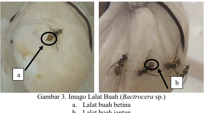 Gambar 3. Imago Lalat Buah (  Bactrocera sp.) a. Lalat buah betina 