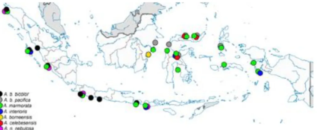 Gambar 1. Peta distribusi sidat di perairan Indonesia.  