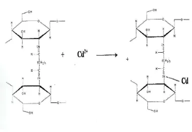 Gambar 4.3. Reaksi Kitosan Glutaraldehid dengan Ion Logam Cd2+ 