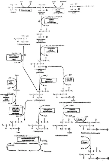Gambar 2.2 Biosintesis Triasilgliserol/Trigliserida27 