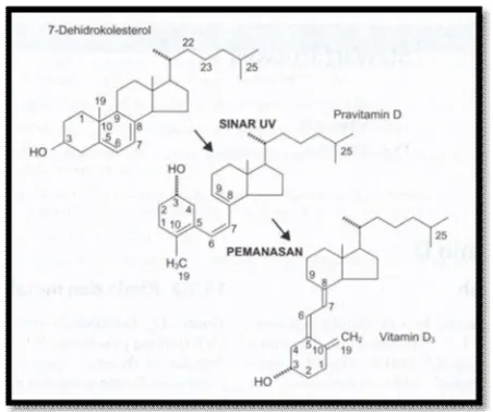Gambar 2.1 Pembentukan vitamin D3 dalam kulit11 