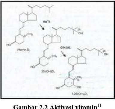 Gambar 2.2 Aktivasi vitamin11 
