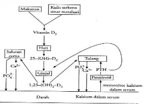 Gambar 2.3 Metabolisme dan fungsi vitamin D11 