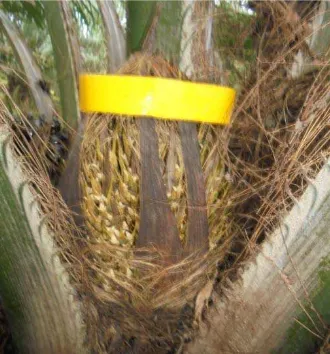 Gambar 3. Perangkap kuning berperekatpada bunga betina kelapa sawit   