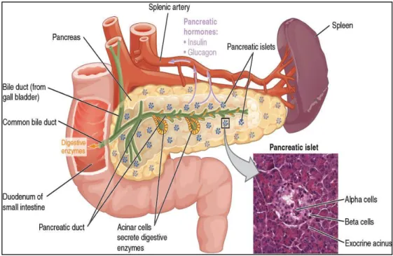 Gambar 2. 1 Anatomi Pankreas dan Histologi 