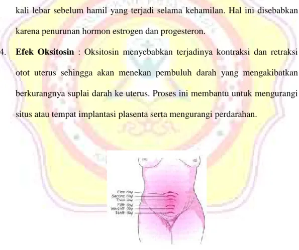 Gambar 2.1 Involusi Uterus
