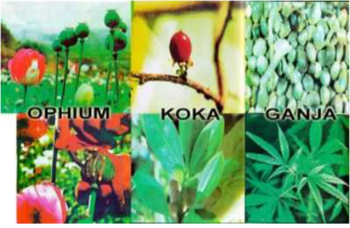 Gambar 2.7 jenis-jenis narkotika. 49