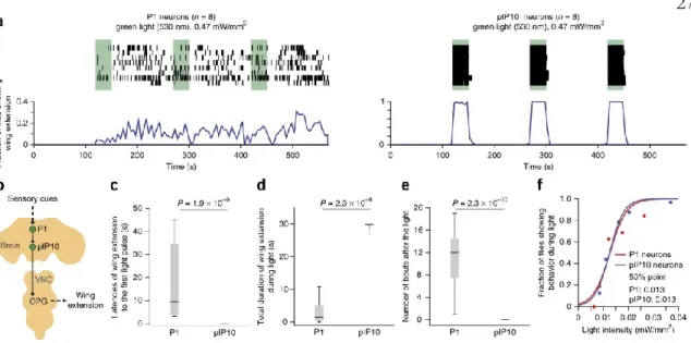 Figure 2.3: Probabilistic versus deterministic optogenetic control of courtship song. 