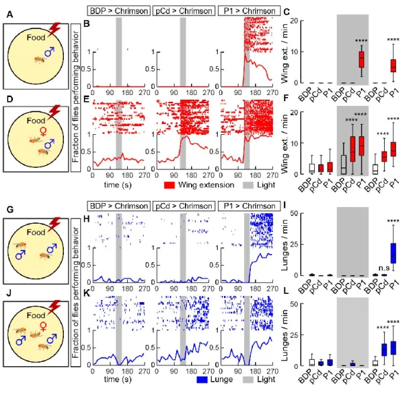Figure 3.3. Activation of pCd neurons amplifies and extends male social behaviors  induced by female cues