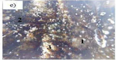 Gambar 4.5     Photo makro paduan PP, PE dan fiber glas setelah pengadukan pada temperatur a) 150oC, b) 175oC, c) 200oC, d) 225oC dan e) 250oC 