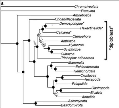 Figure 1. A comparison of the phylogeny of animals from a data set 4 . 