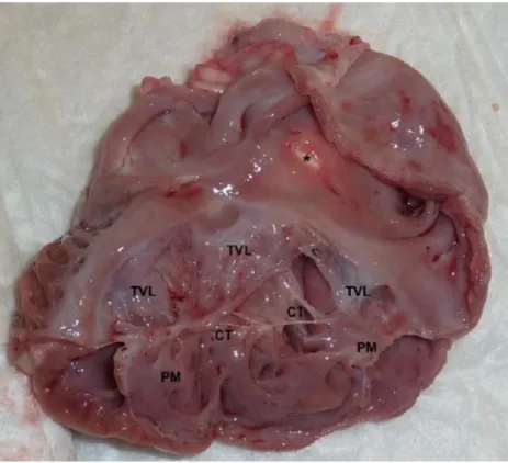 Figure 2. A post-mortem image of the heart from a 3-month old Labrador retriever puppy 