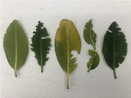 Figure 8. Examples of leaves with obvious signs of insect herbivory. Different sizes and shapes  of insect bite marks