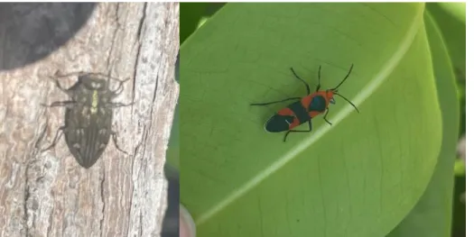 Figure 7. Examples of the physical presences of insects on mangrove branches (to the left) and  insects on mangrove leaves (to the right)