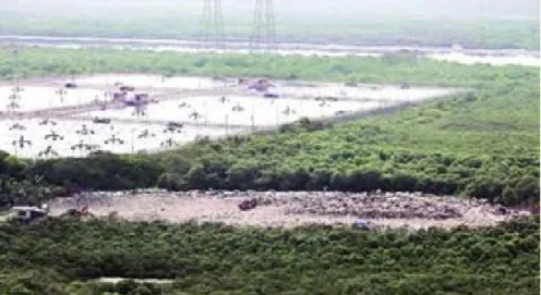 Figure 9. Example of human disturbance in the form of construction debris being dumped on  mangrove population