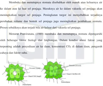 Gambar 2.1. Struktur Stomata Tanaman Dikotil 