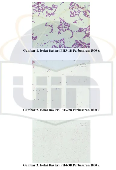 Gambar 1. Isolat Bakteri PH3-1B Perbesaran 1000 x 