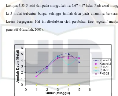 Gambar 8. Rata-rata Jumlah Daun Tanaman Kedelai (Helai) Varietas Wilis dengan Inokulasi Bakteri Pelarut Fosfat Pada Benih 