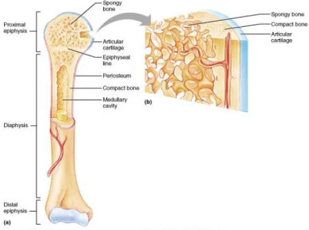 Figure 1. Regions and components of a long bone. [1] 