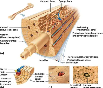 Figure 3. Compact (cortical) bone components. (a) Segment of compact bone. (b) Close-up view  of individual osteon segment