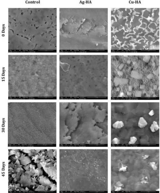 Figure 10. SEM images taken at 20,000x magnification of sintered discs after incubation in SBF