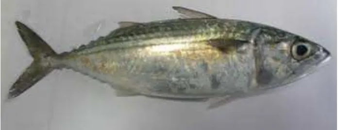 Gambar 2.4 Ikan Kembung (Scomber canagorta)  