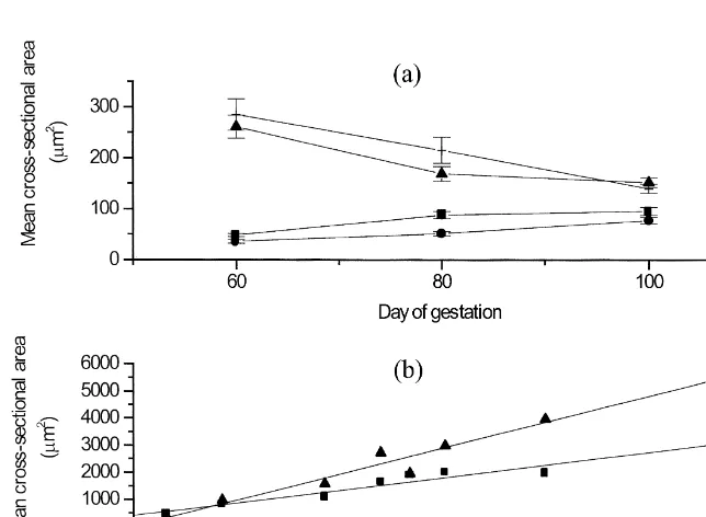 Fig. 2. (a) Mean cross-sectional area of primary and secondary ﬁbres in relation to age of gestation in Mtrapezius