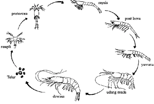 Gambar 2. Siklus hidup udang vaname (WWF, 2014).