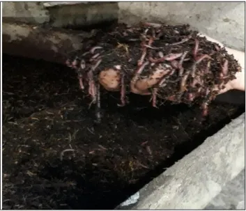 Gambar 9.  Pupuk vermikompos dari kotoran cacing tanah (Hidayati, 2015). 