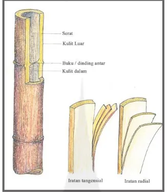 Gambar 1. Struktur batang bambu dalam iratan