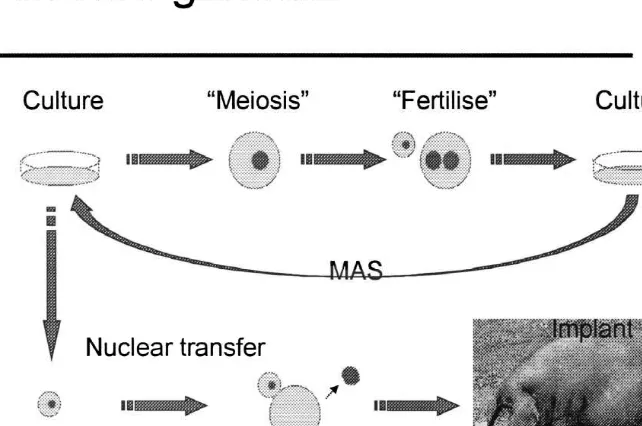Fig. 5. Nuclear velogenetics using IVEP, MAS, and nuclear transfer.