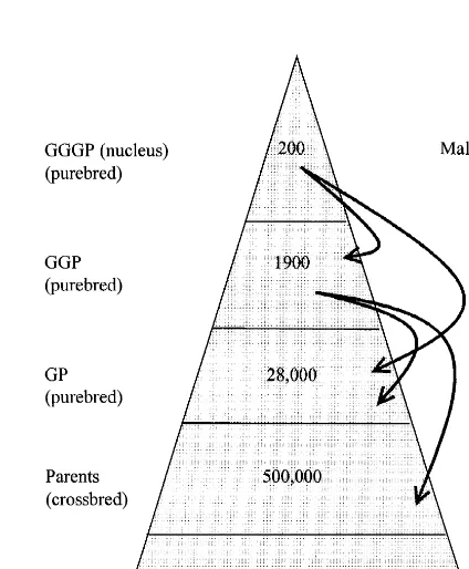 Fig. 1. Traditional breeding pyramid based upon 10 millionslaughter pig per year.
