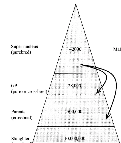 Fig. 2. ‘Modern’ breeding pyramid based upon 10 million slaugh-ter pig per year.
