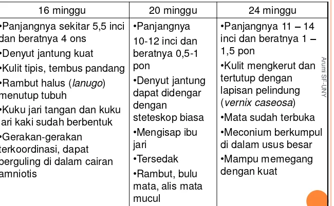 TABEL 2. PERTUMBUHAN FETAL PADA TRIMESTER KEDUA  