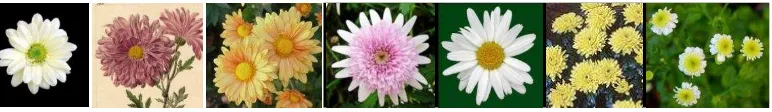Gambar 1.1 Chrysanthemum Daisy, C. Indicum, C. coccineum, C. frustescens, C. maximum,      