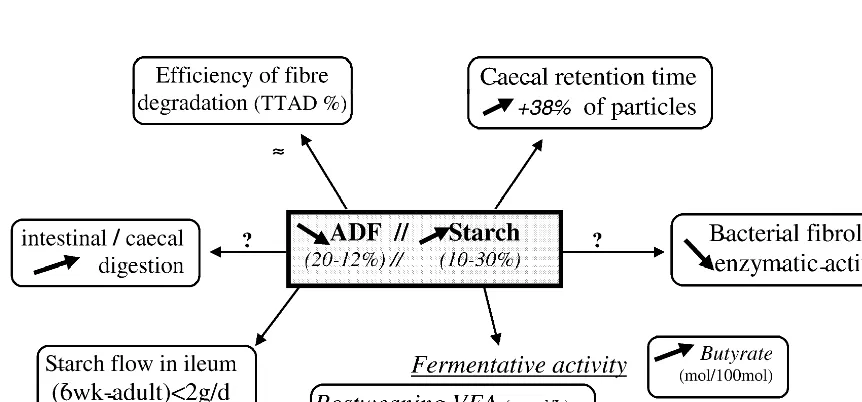 Fig. 4. Effect of lowering the dietary ﬁbre/starch ratio on rabbit digestion.