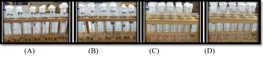 Gambar 11. Kelompok sampel (A). Perendaman dalam vinegar apel 5%, (B). Perendaman dalam vinegar apel 6,23%, (C)