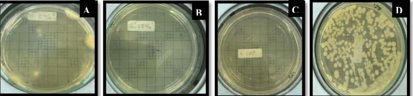 Gambar 13. Koloni Candida albicans dalam Sabouraud’s Dextrose Agar (SDA) pada masing-masing kelompok yaitu vinegar apel 5% (A), vinegar apel 6,23% (B), sodium hipoklorit 1% (C), dan NaCl 0,9% (D)  